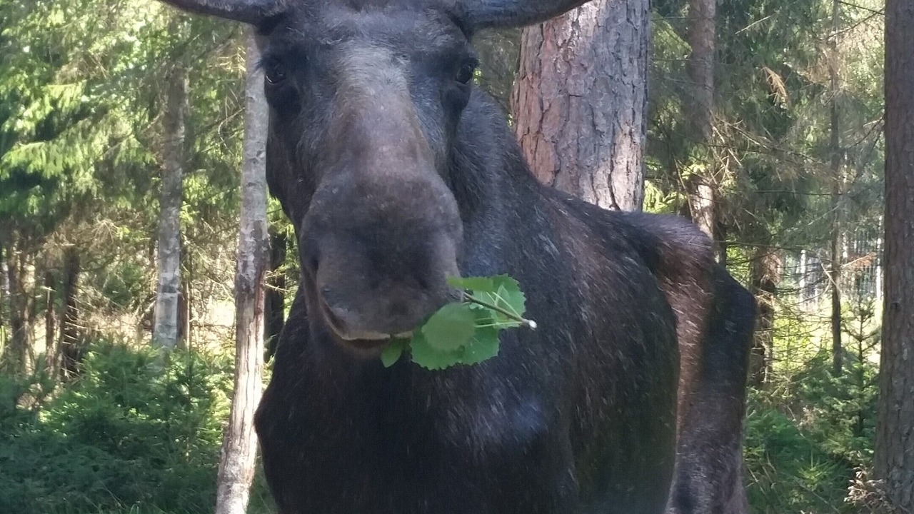 Photo of Outdoor in Laholm Municipality