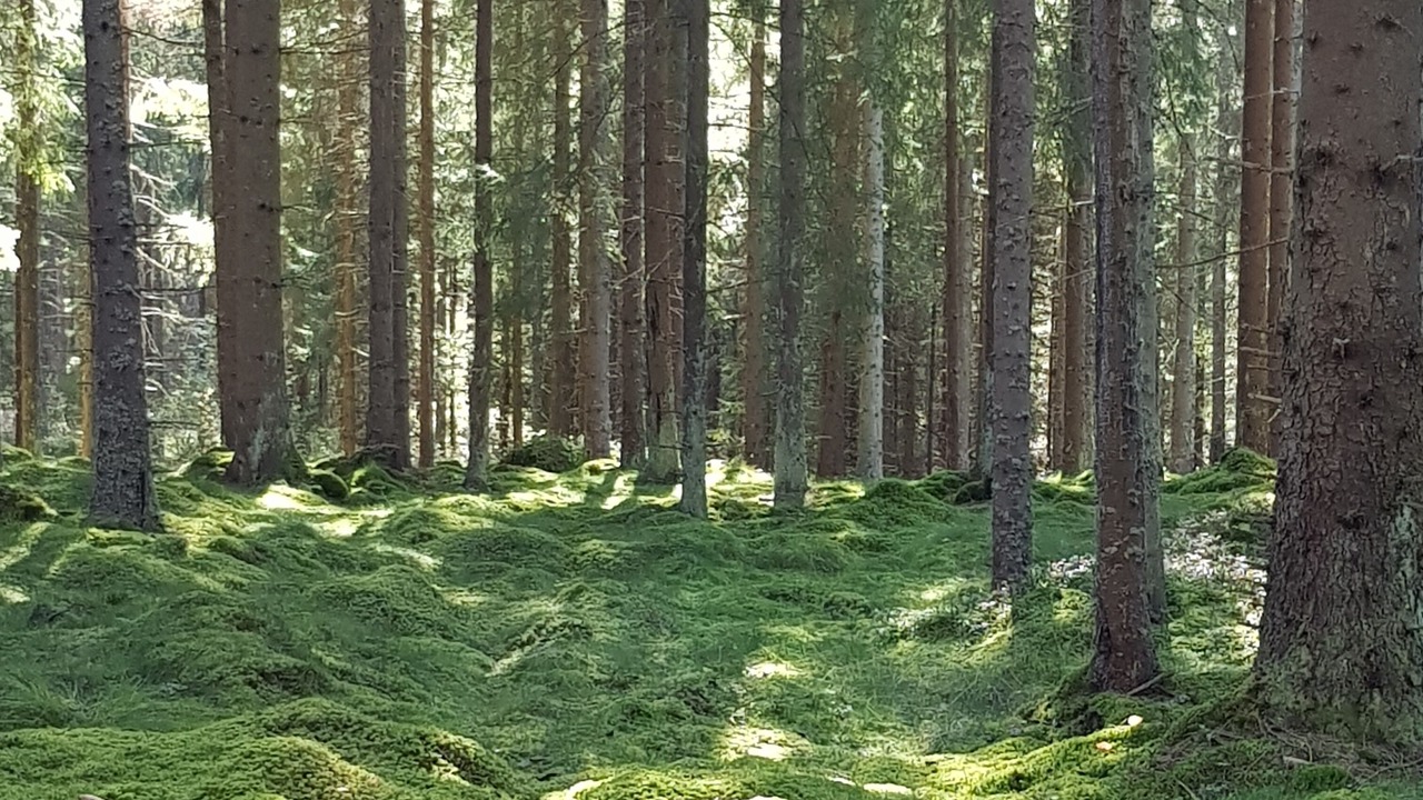 Photo of Outdoor in Varnamo