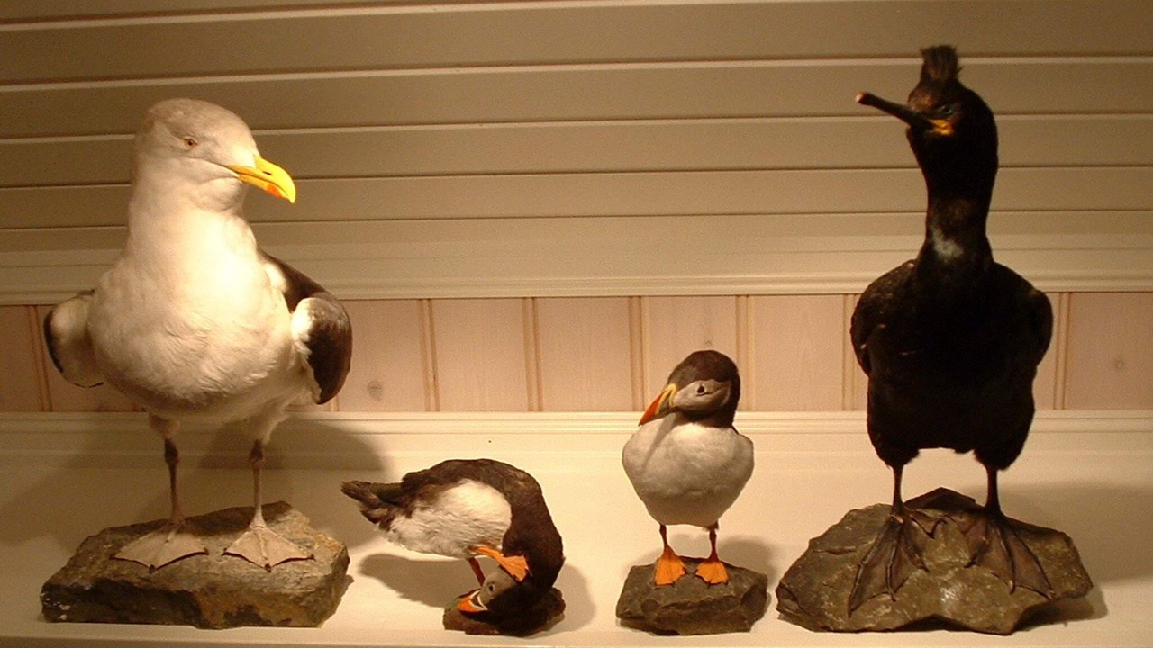 Photo of Others in Kalvag