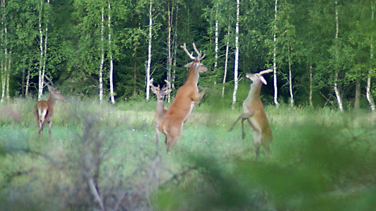 Photo of Others in Krylbo