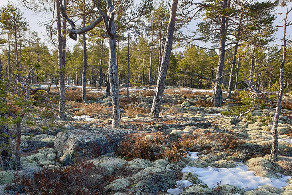 Photo of Outdoor in Mjallom