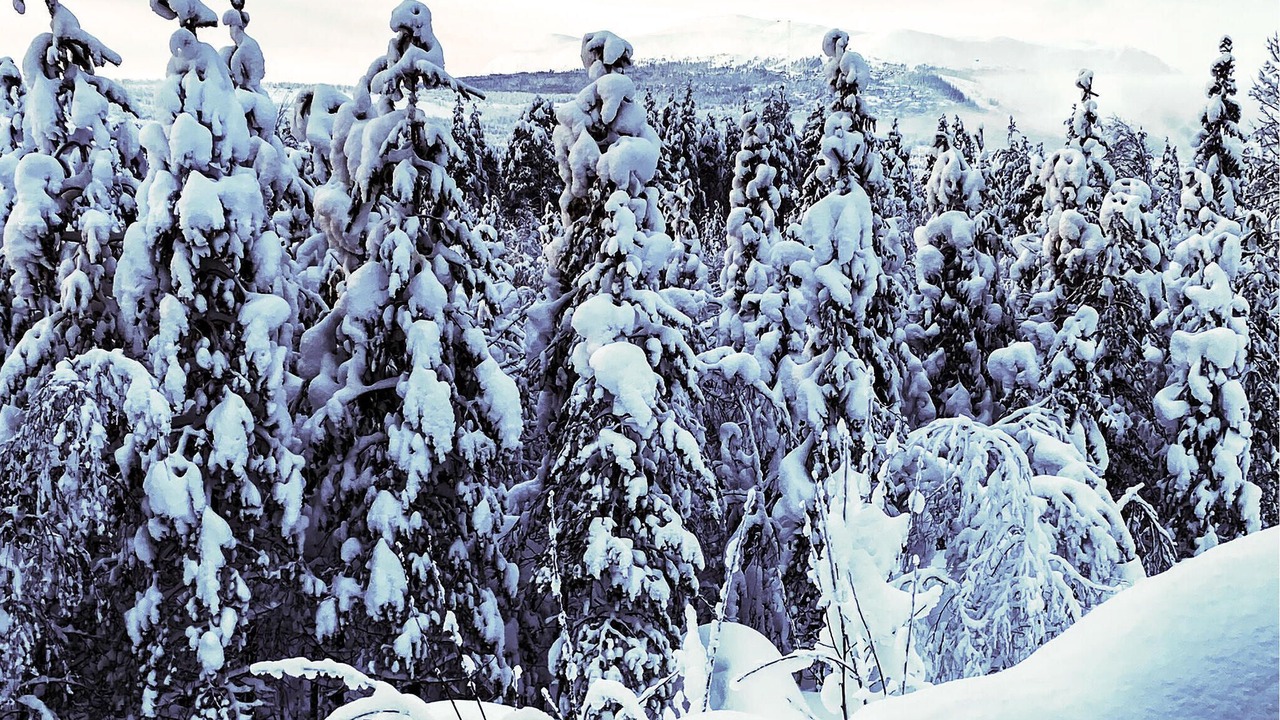 Photo of Others in Trysil