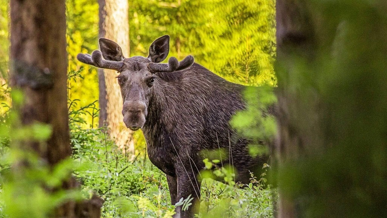 Photo of Others in Marbacken