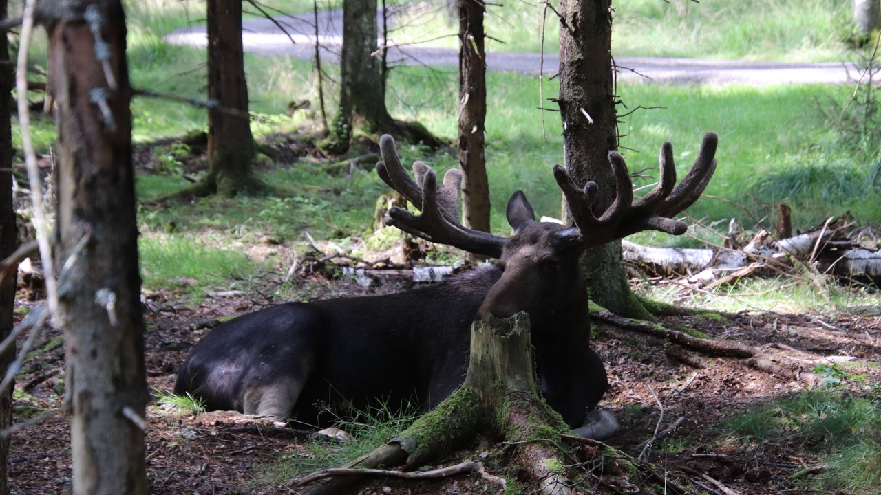 Photo of Outdoor in Olofstrom
