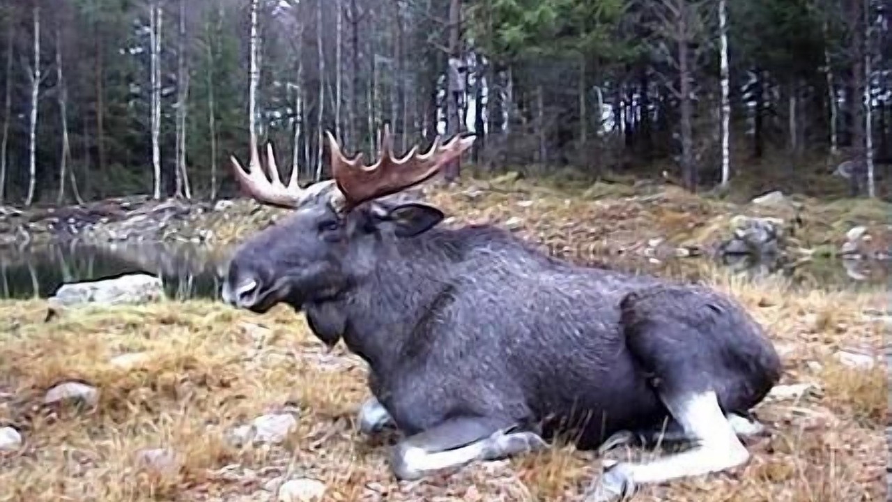 Photo of Others in Tofta