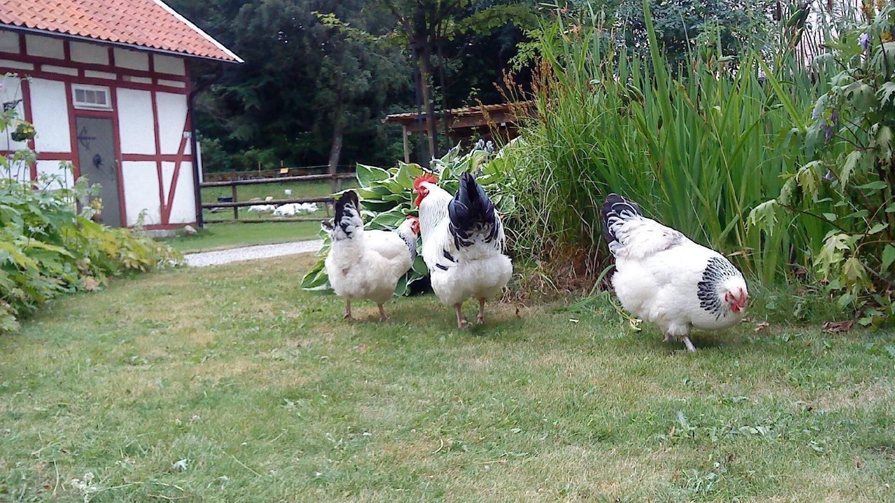 Photo of Outdoor in Hoor