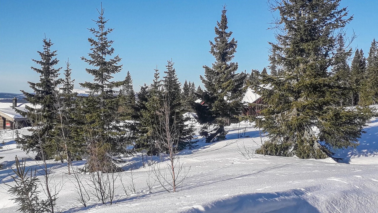 Photo of Others in Trysil