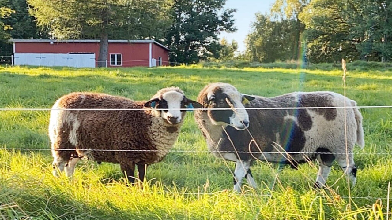 Photo of Others in Ljung