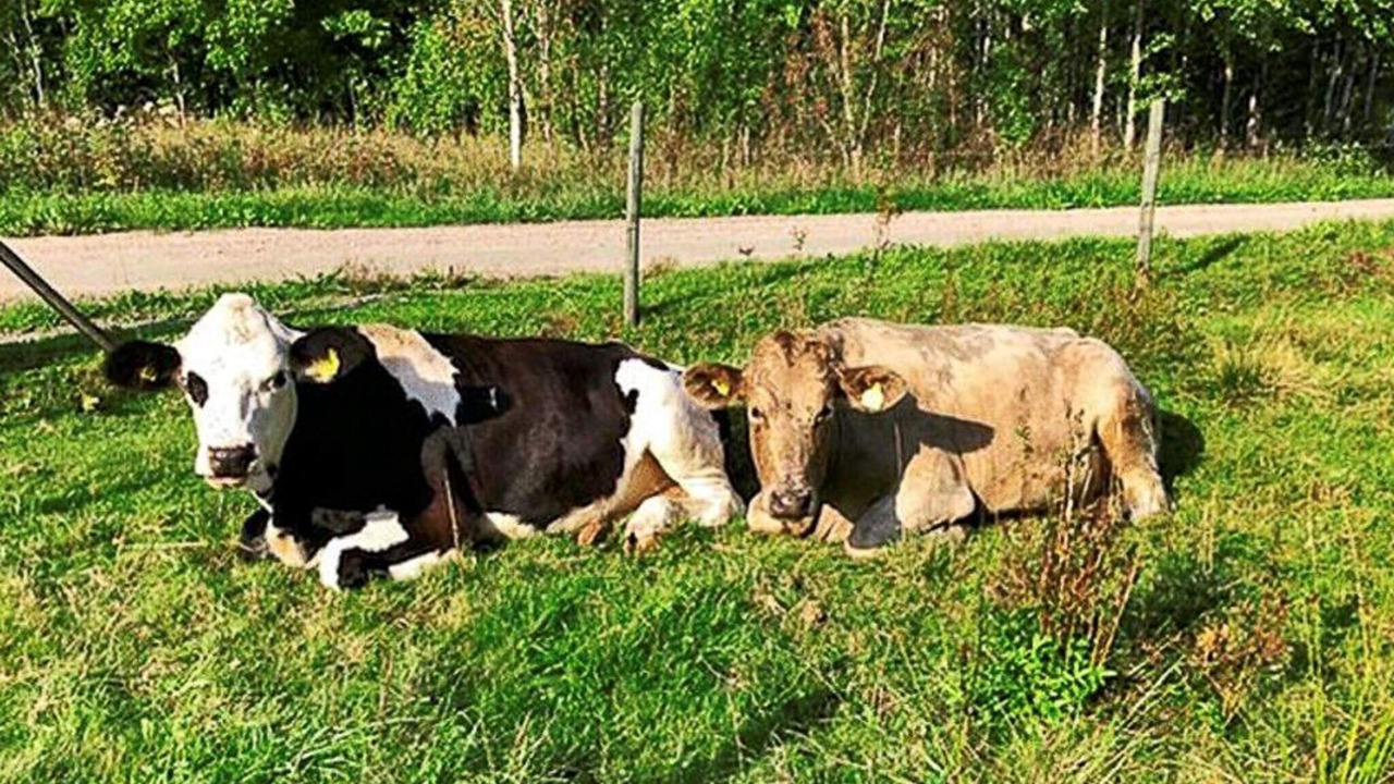 Photo of Others in Ljung