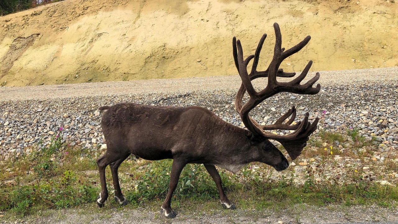 Photo of Others in Vemdalen