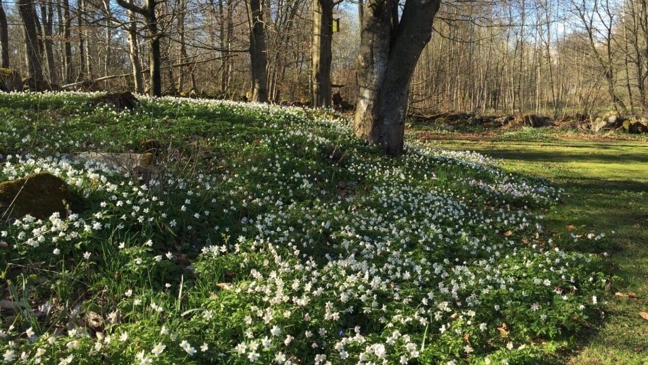 Photo of Outdoor in Linderod