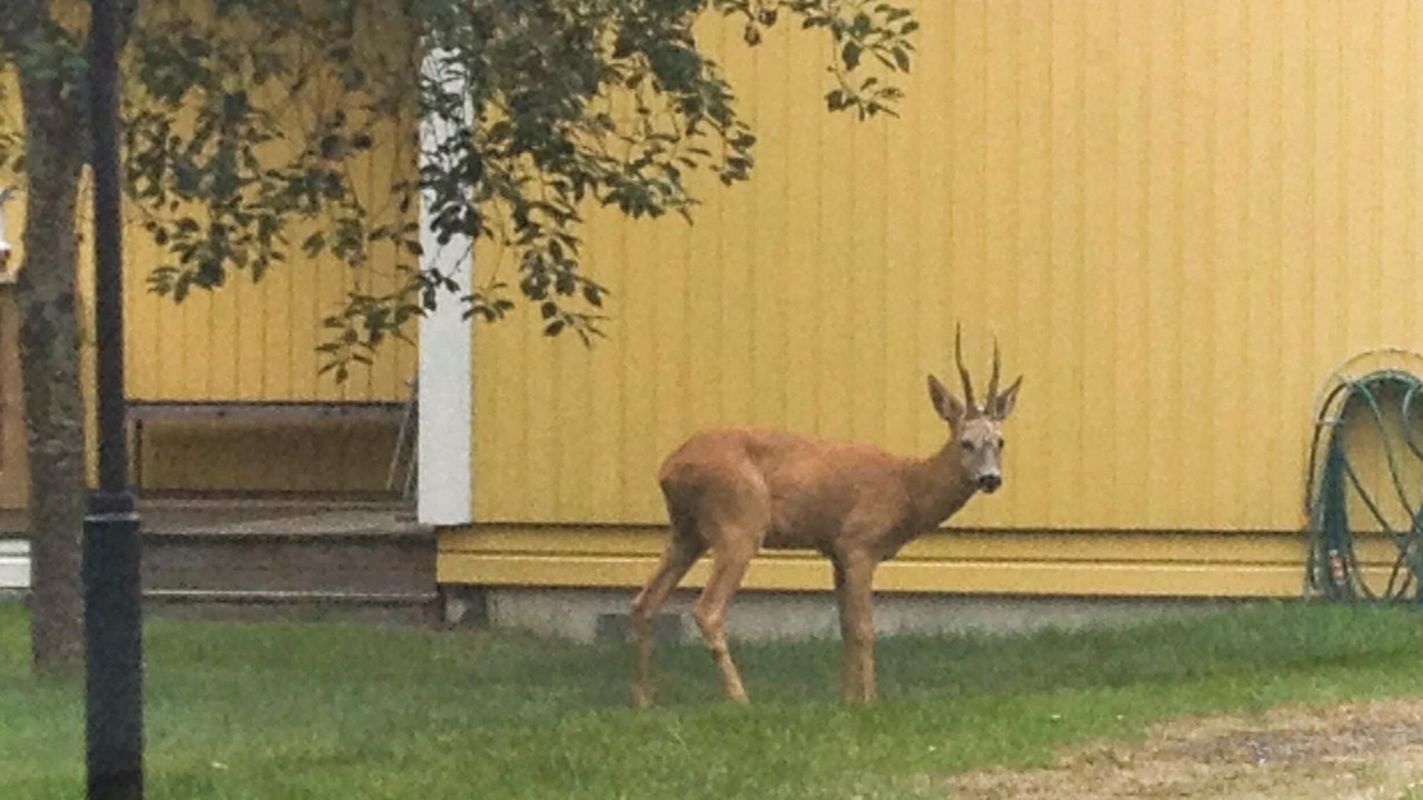 Photo of Others in Laggarsvik