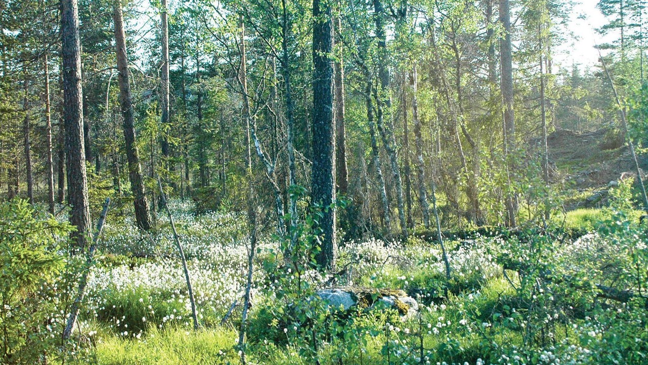 Photo of Others in Syssleback