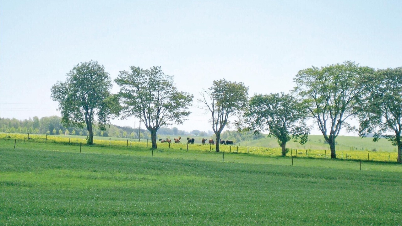 Photo of Others in Tomelilla