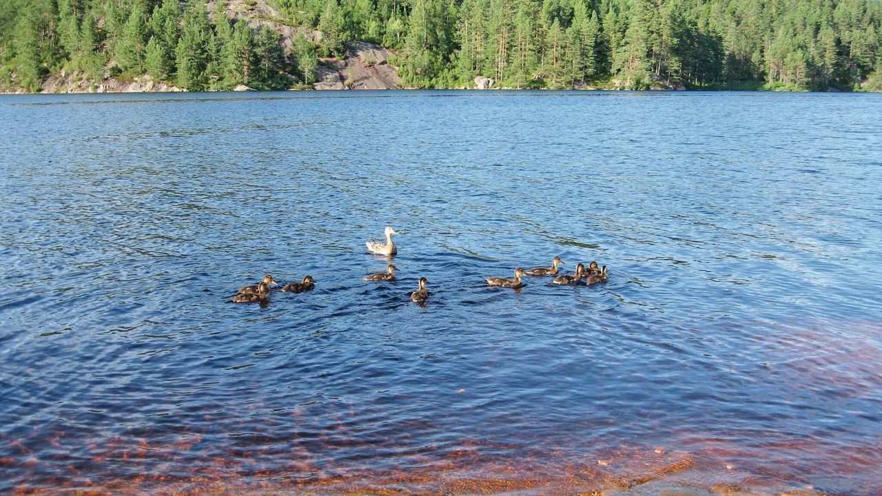 Photo of Others in Iveland Municipality