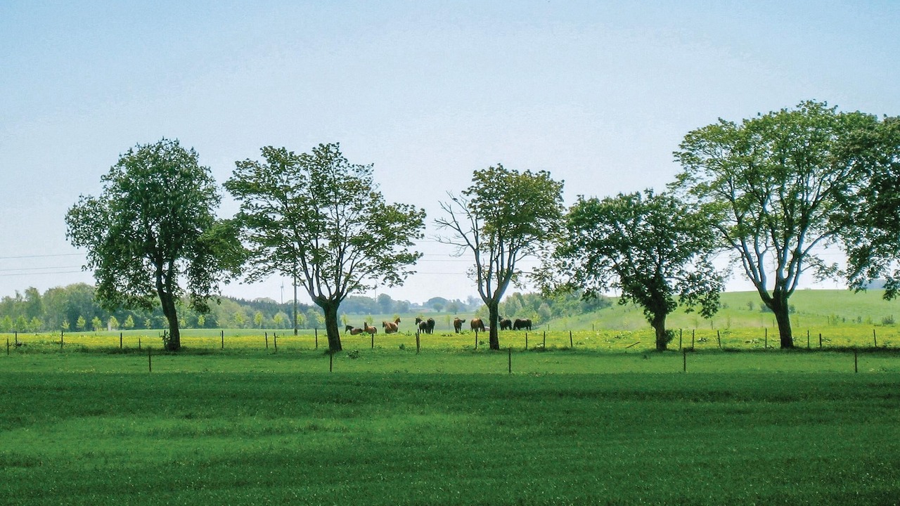 Photo of Others in Tomelilla