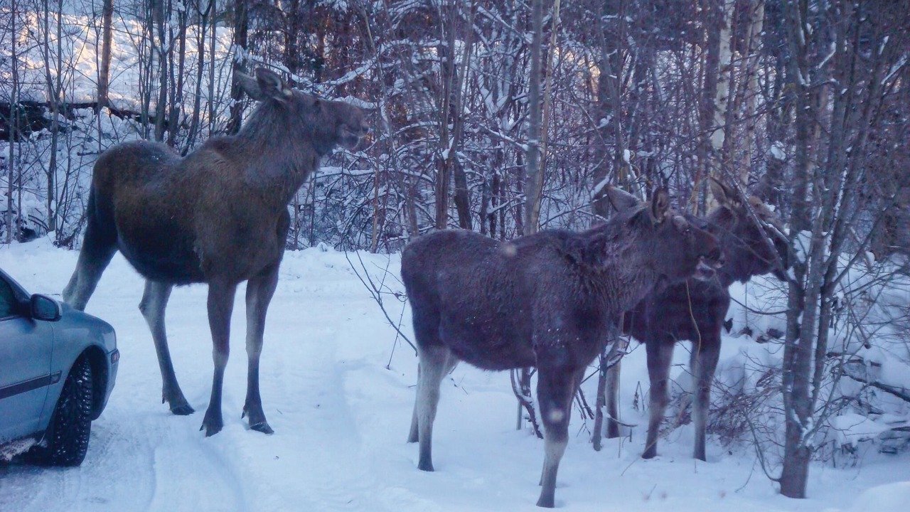Photo of Others in Syssleback