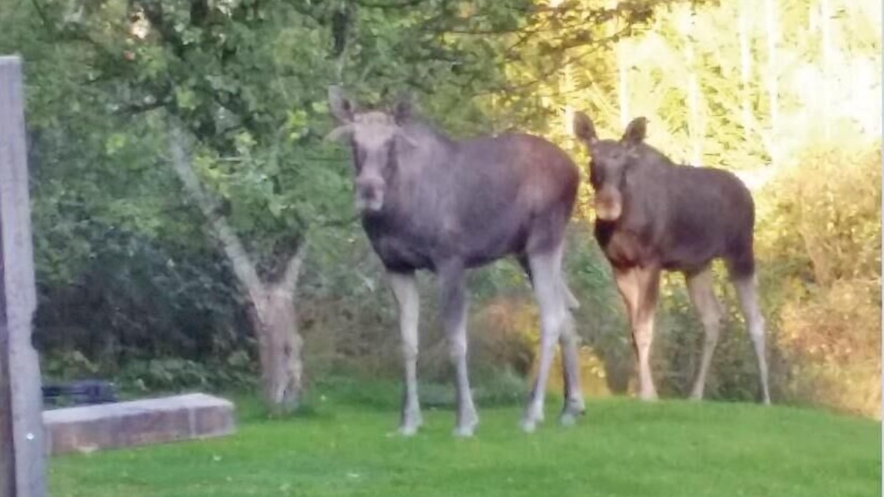 Photo of Others in Svanesund