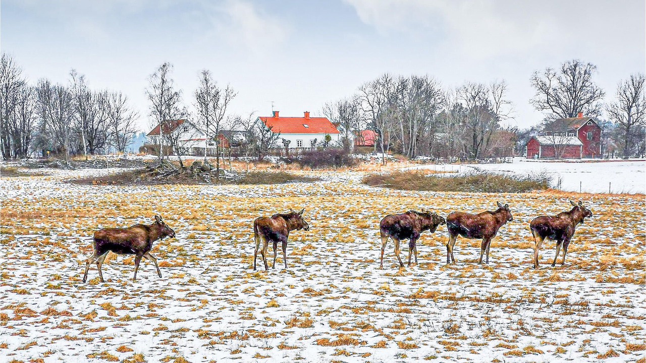 Photo of Others in Eskilstuna