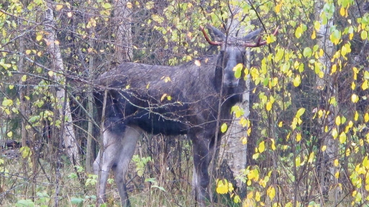 Photo of Others in Bengtsfors Municipality
