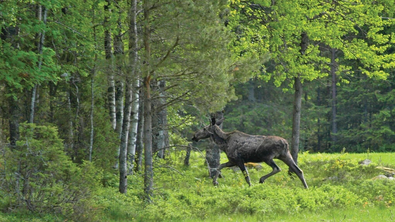 Photo of Others in Stenkullen