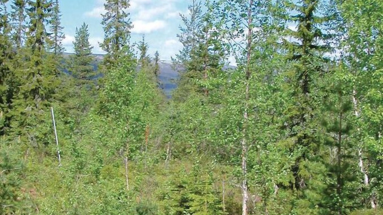 Photo of Others in Sorsjon