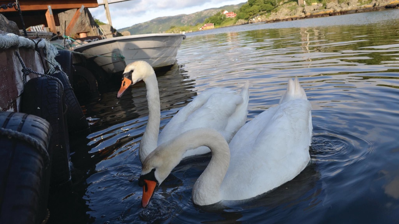 Photo of Others in Lyngdal