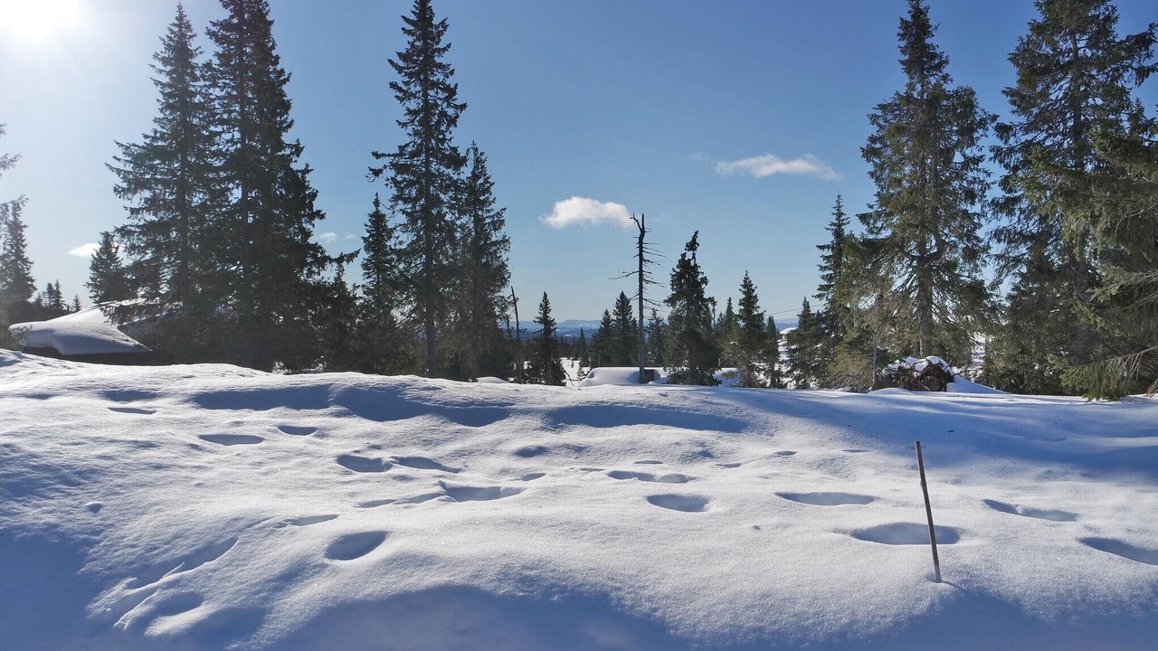 Photo of Others in Sjusjoen