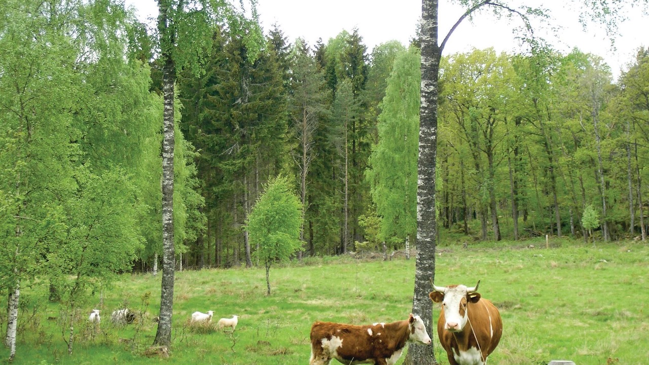 Photo of Others in Skepplanda