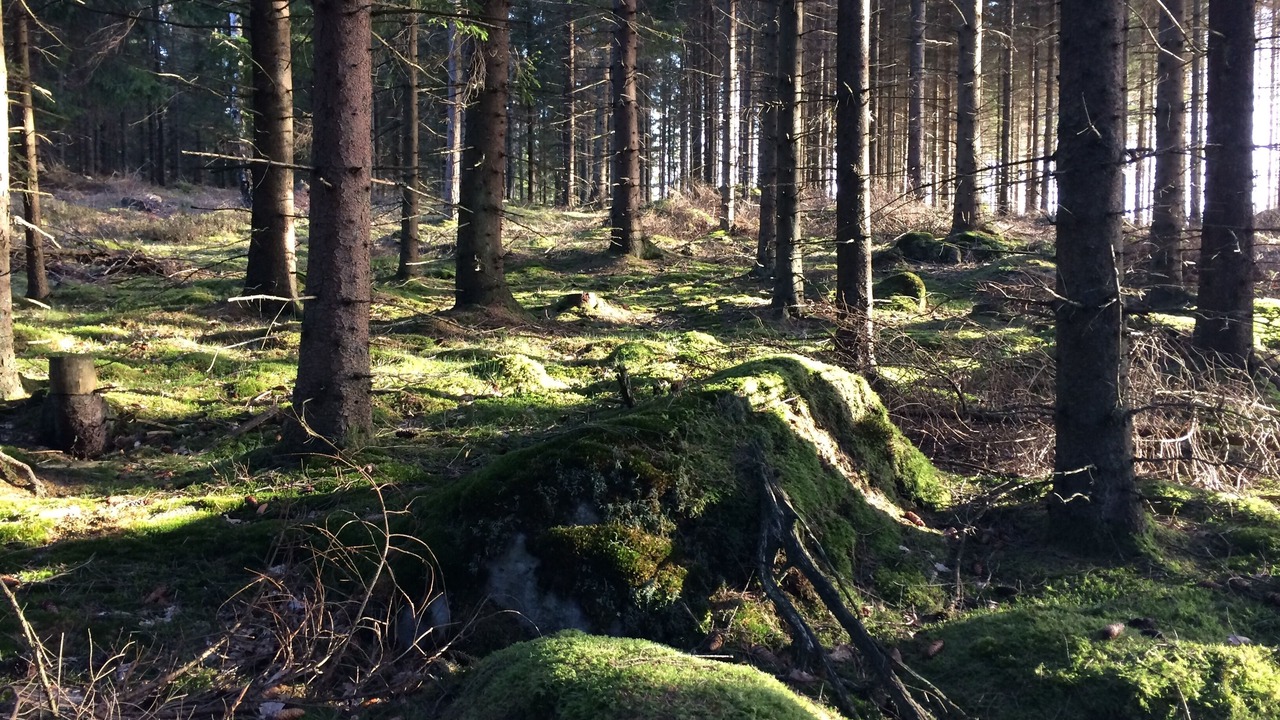 Photo of Outdoor in Traryd