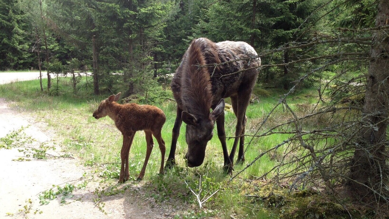 Photo of Outdoor in Traryd