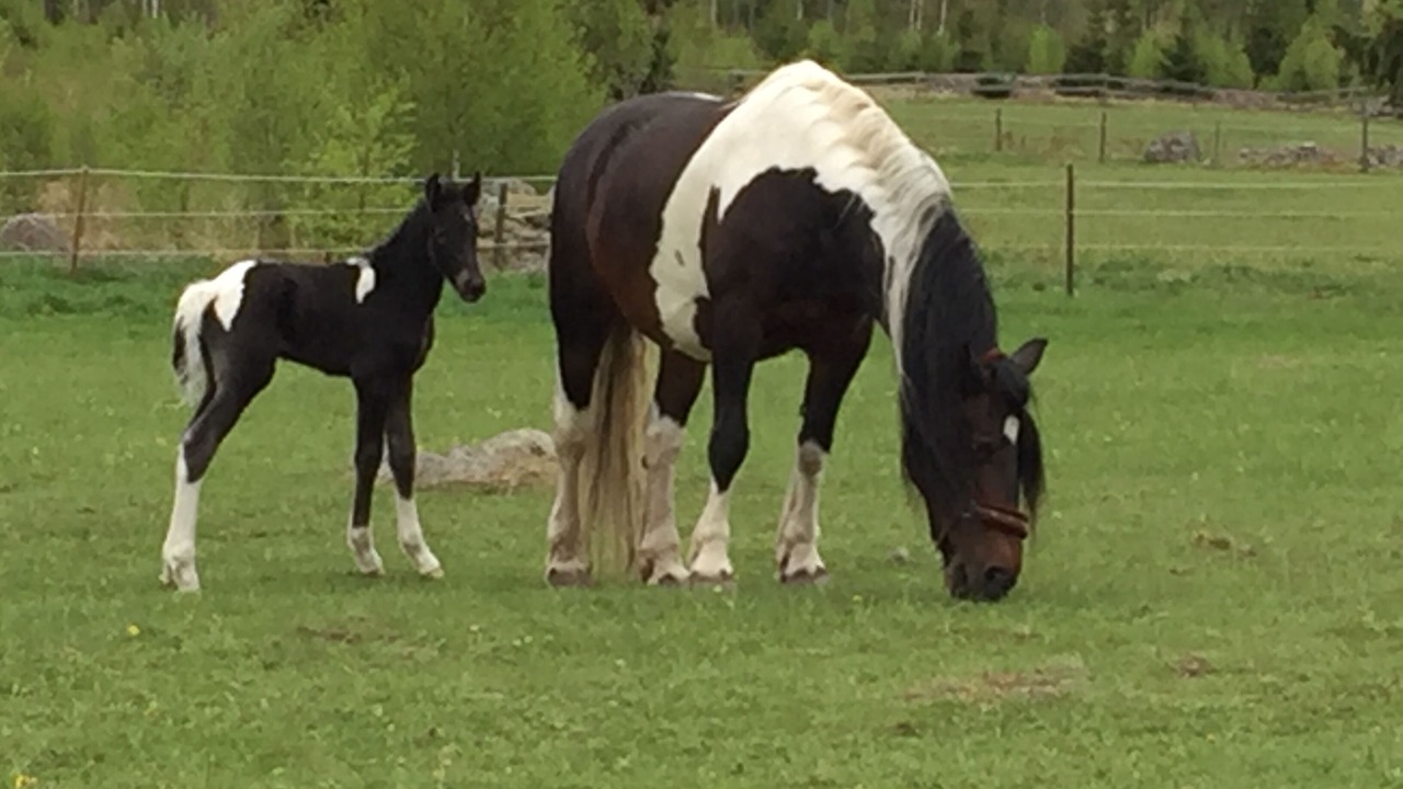 Photo of Others in Vetlanda