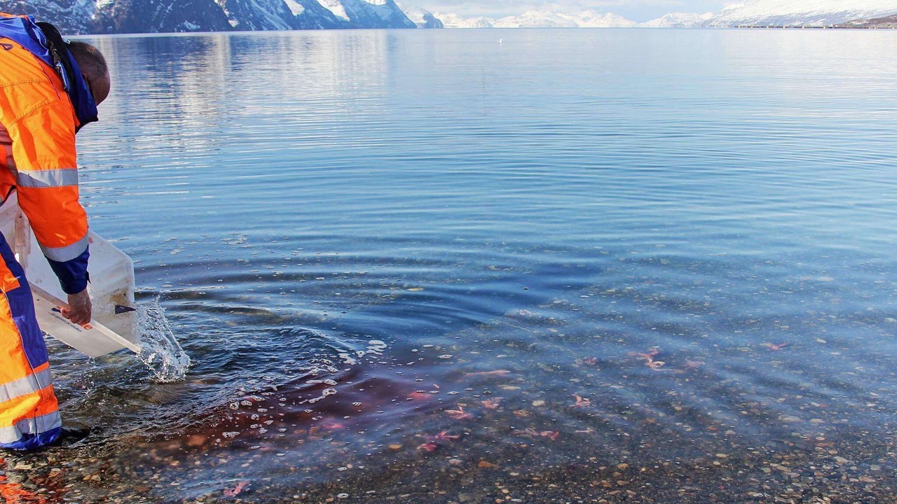 Photo of Others in Lyngen