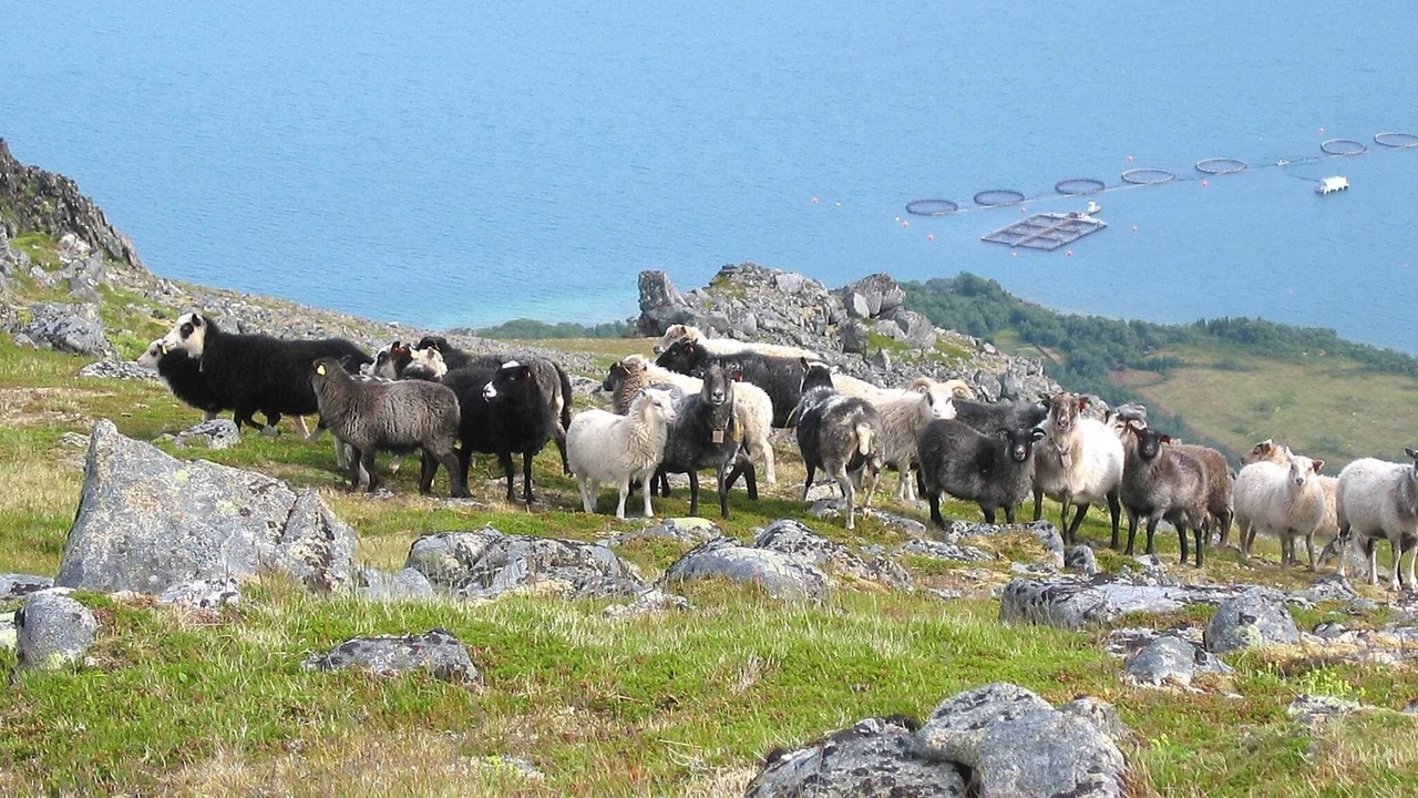 Photo of Others in Gisløy