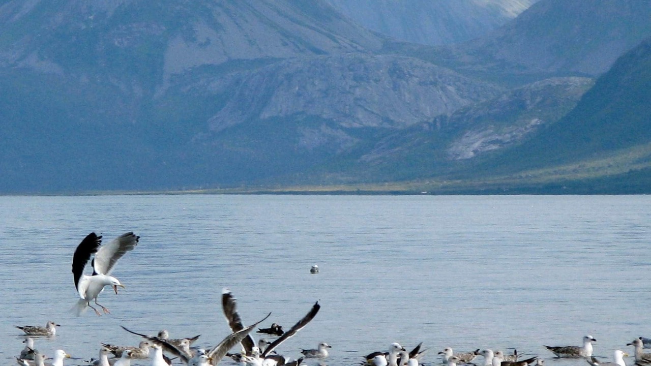 Photo of Others in Gisløy