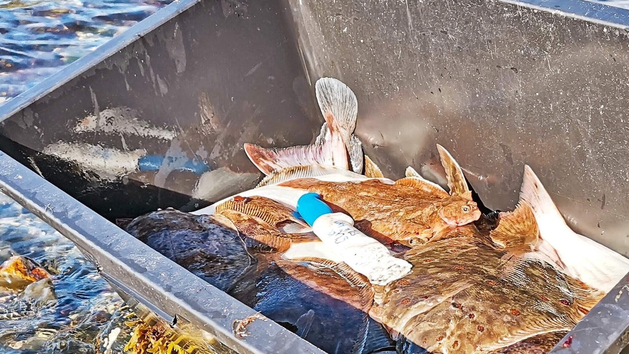 Photo of Others in Kviby
