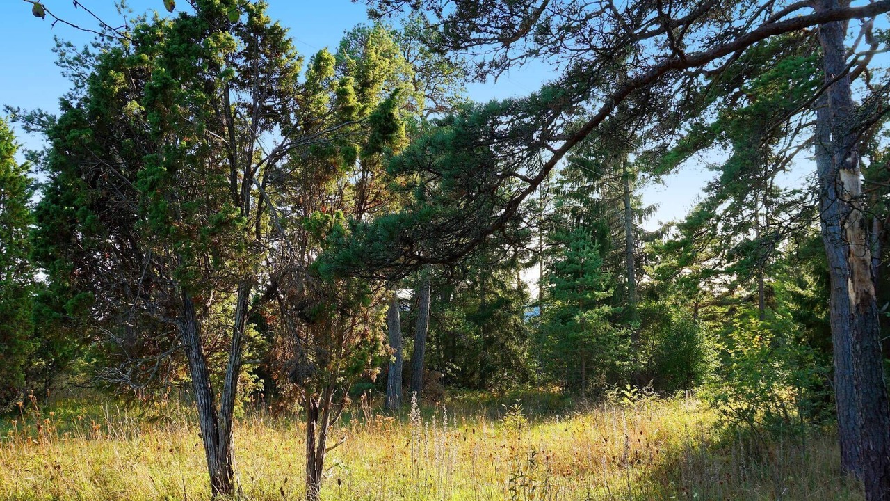 Photo of Outdoor in Larbro