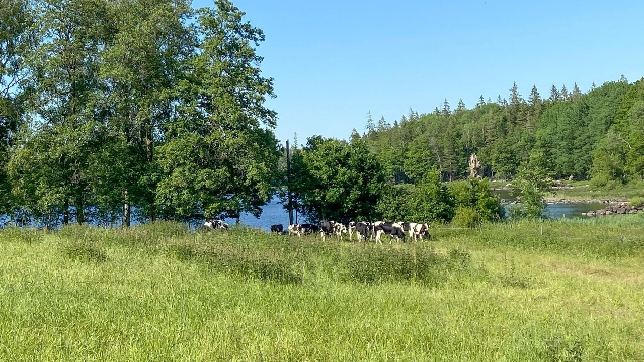 Photo of Others in Kalv