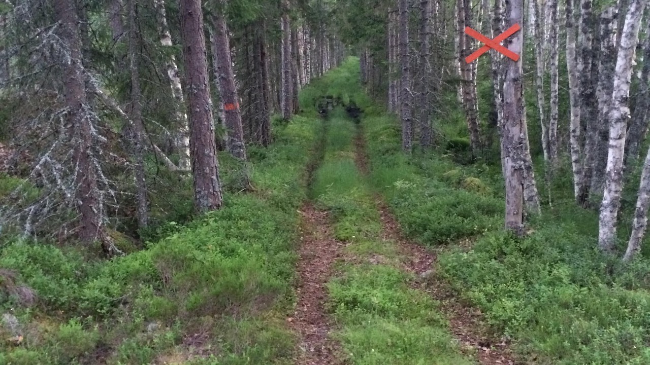 Photo of Outdoor in Torsby Municipality