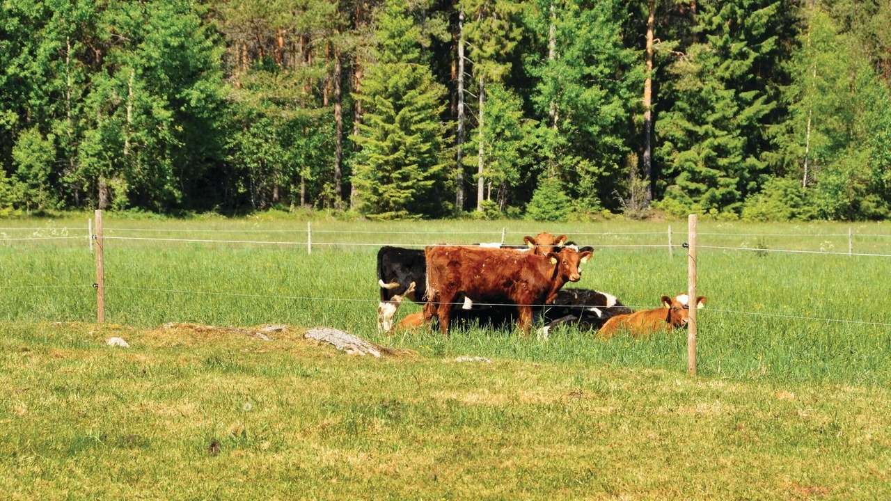Photo of Others in Saffle Municipality