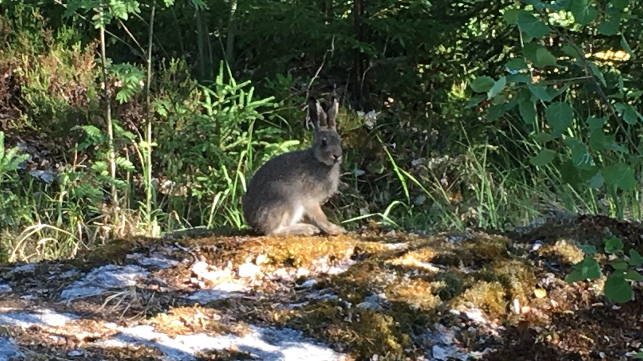 Photo of Outdoor in Skillingsfors