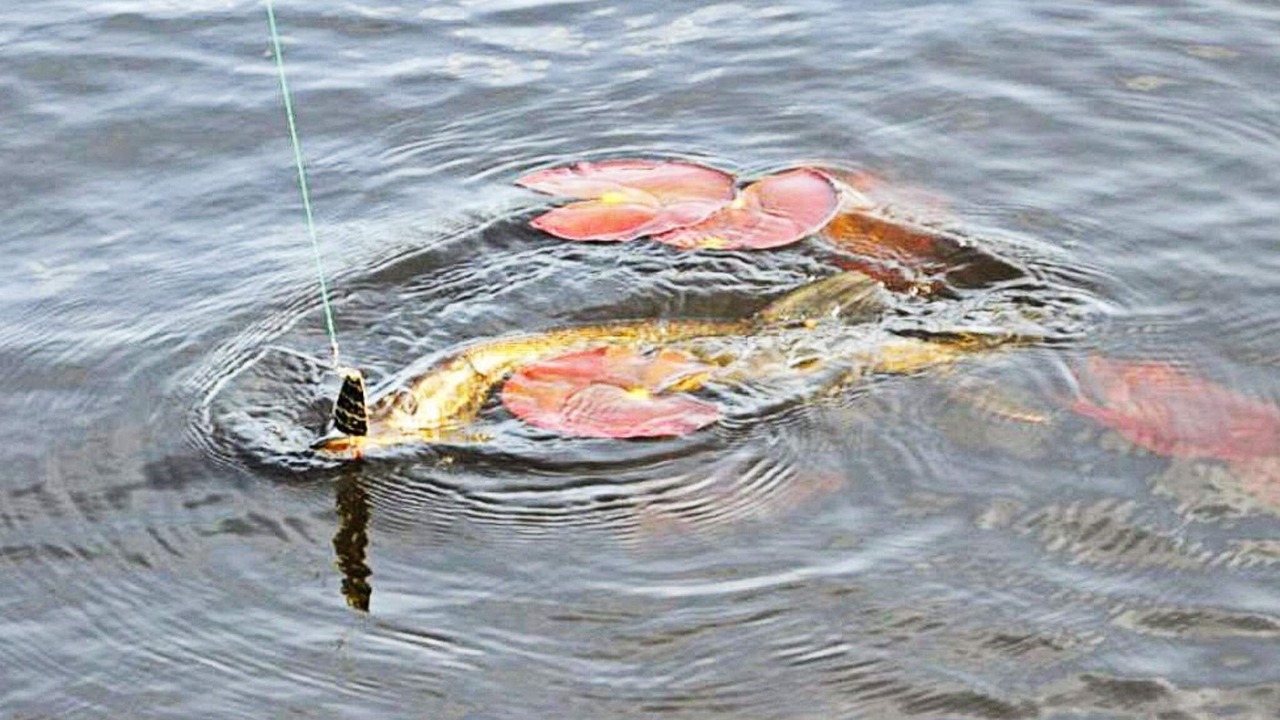 Photo of Others in Hjortkvarn