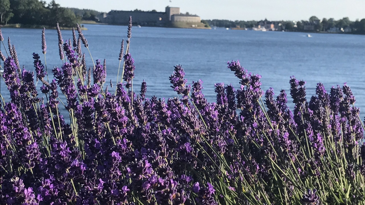 Photo of Others in Vaxholm