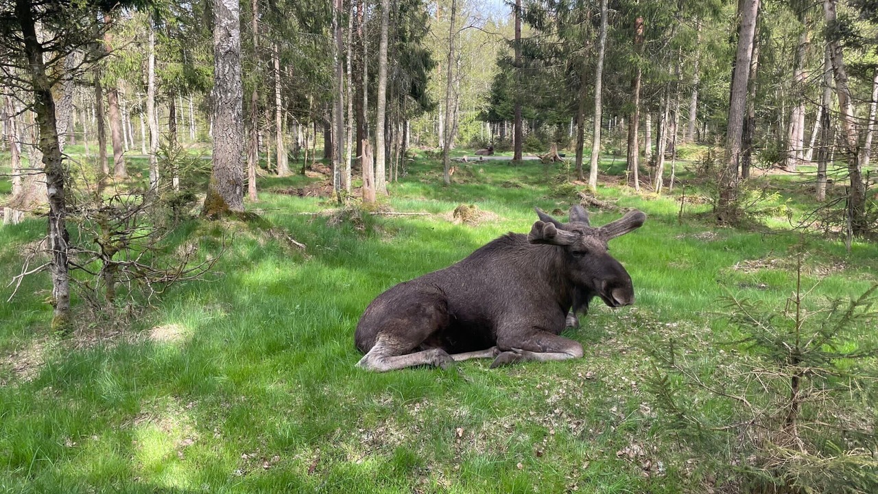 Photo of Outdoor in Markaryd