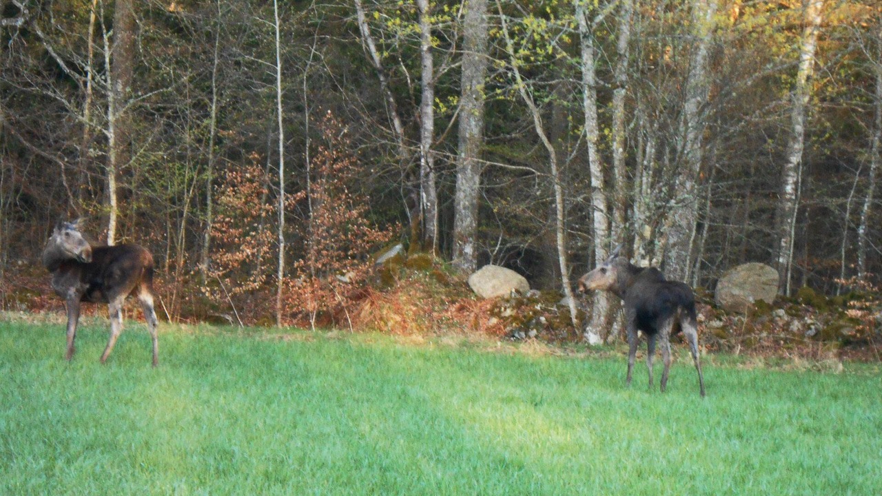 Photo of Outdoor in Bolmen