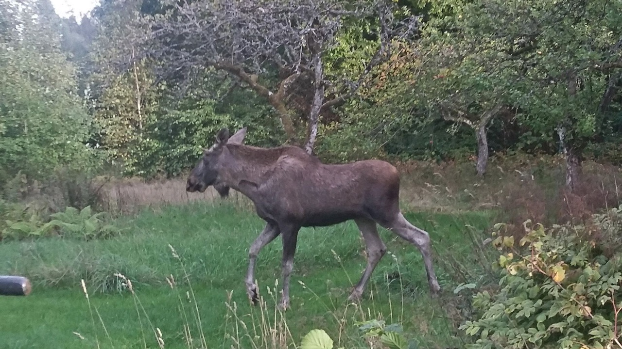 Photo of Outdoor in Bolmen