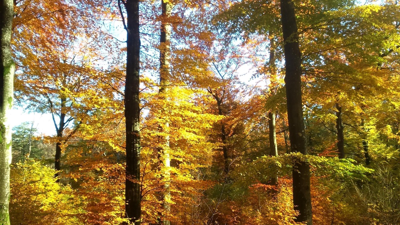 Photo of Outdoor in Laholm