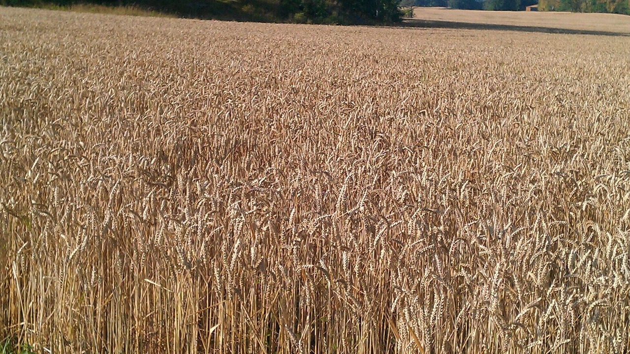Photo of Outdoor in Grastorp