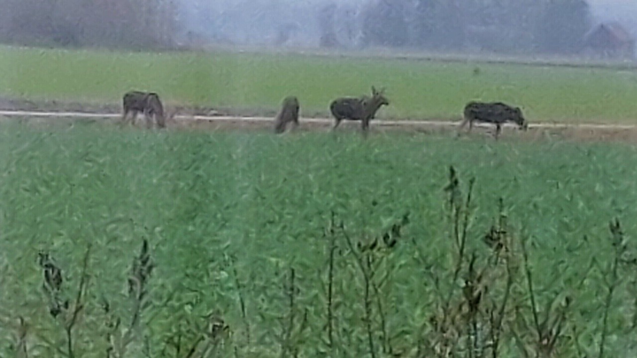 Photo of Outdoor in Grastorp