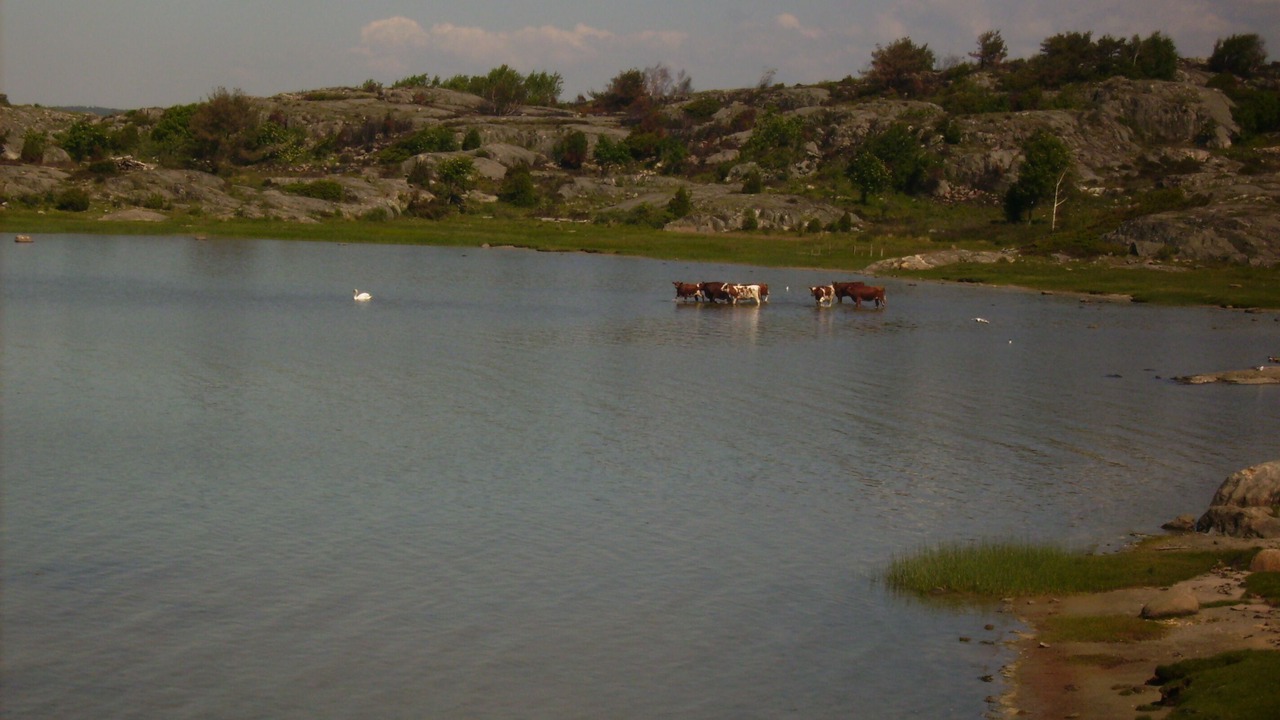 Photo of Others in Torslanda